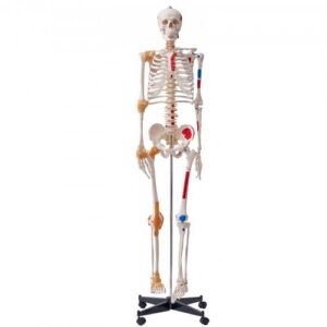 Inimese skeleti mudel anatoomia õpetamiseks, elusuuruses 1820 mm
