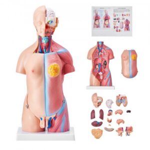 Inimkeha mudel, 23 osa, 46 cm, anatoomia torso mudel eemaldatavate elunditega