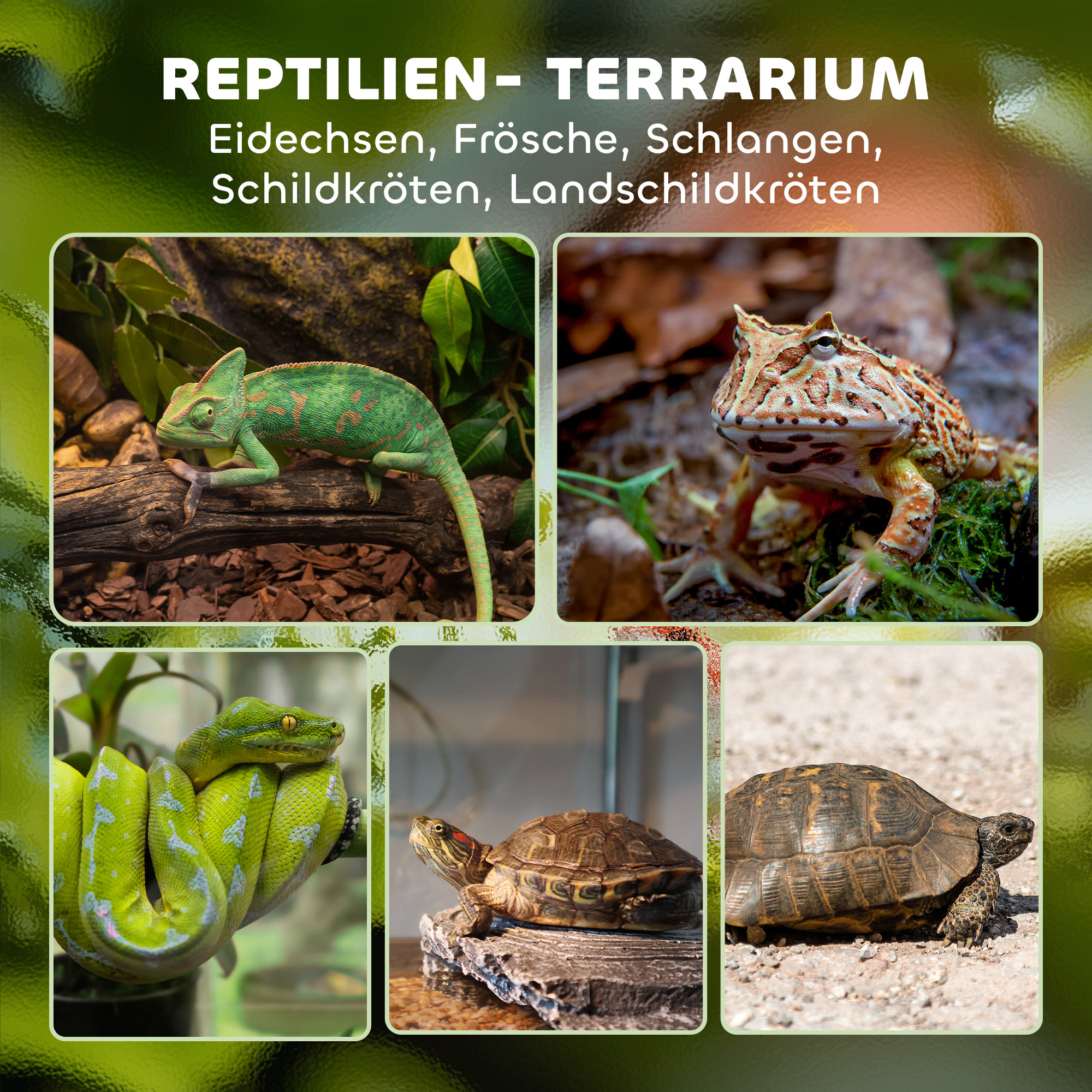Lasinen terraario matelijoille, 30 x 30 x 30 cm, musta - Image 4