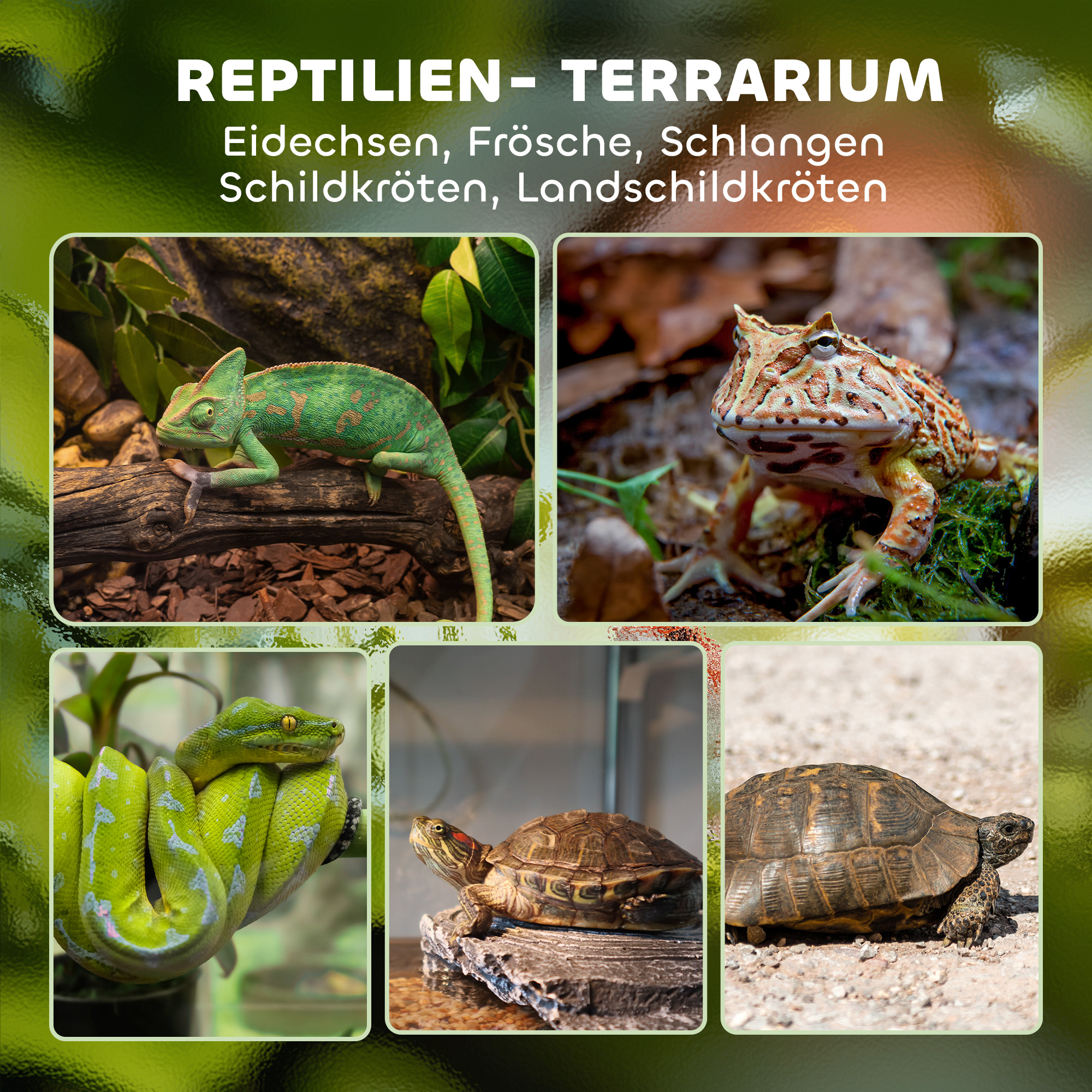 Stiklinis terariumas reptilijoms, juodas, 30 x 30 x 30 cm - Image 4